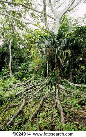 Guatemala, Tikal National Park, rainforest View Large Photo Image Picture - Guatemala, Tikal National Park, rainforest. Fotosearch