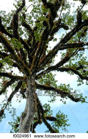 Guatemala, Tikal National Park, tree View Large Photo Image Stock Image - Guatemala, Tikal National Park, tree. Fotosearch