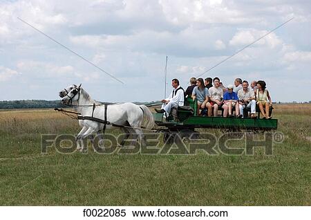 Hungary, Bugac, the Puzsta, barouche View Large Photo Image Stock Photography - Hungary, Bugac, the Puzsta, barouche. Fotosearch