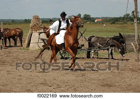 Hungary, Bugac, the Puzsta, Csikos rider View Large Photo Image Stock Photo - Hungary, Bugac, the Puzsta, Csikos rider. Fotosearch
