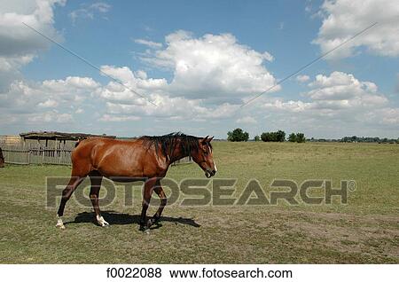 Hungary, Bugac, the Puzsta, horse View Large Photo Image Stock Photo - Hungary, Bugac, the Puzsta, horse. Fotosearch