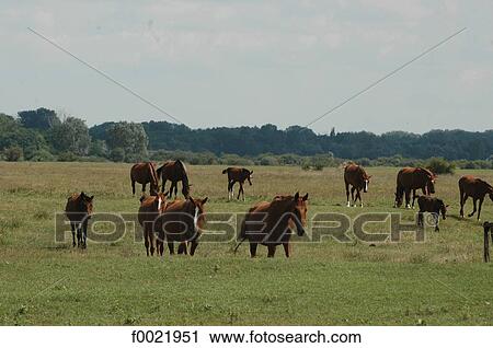 Hungary, Bugac, the Puzsta, horses View Large Photo Image Stock Image - Hungary, Bugac, the Puzsta, horses. Fotosearch