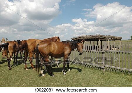 Hungary, Bugac, the Puzsta, horses View Large Photo Image Stock Photo - Hungary, Bugac, the Puzsta, horses. Fotosearch