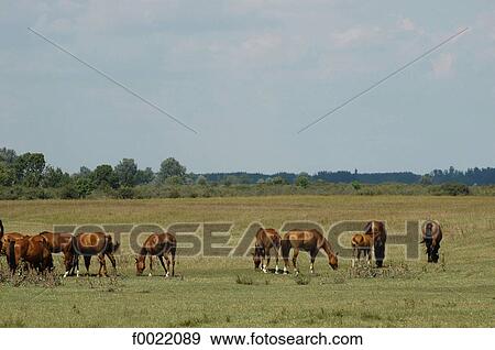Hungary, Bugac, the Puzsta, horses View Large Photo Image Stock Photo - Hungary, Bugac, the Puzsta, horses. Fotosearch