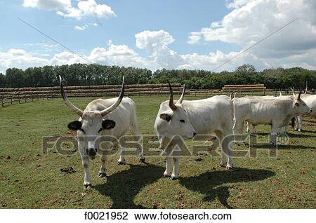 Hungary, Bugac, the Puzsta, longhorn oxen View Large Photo Image Stock Image - Hungary, Bugac, the Puzsta, longhorn oxen. Fotosearch