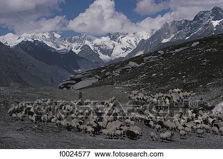India, Himachal Pradesh, Rohtang Pass, herd of sheep View Large Photo Image Stock Photo - India, Himachal Pradesh, Rohtang Pass, herd of sheep. Fotosearch