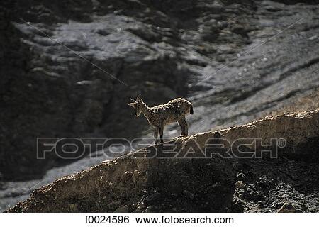 India, Jammu and Kashmir, Ladakh, bharal or "blue sheep" View Large Photo Image Stock Photograph - India, Jammu and Kashmir, Ladakh, bharal or "blue sheep". Fotosearch