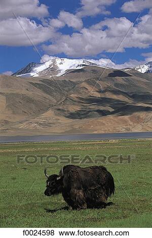 India, Jammu and Kashmir, Ladakh, yak on the Tso Moriri bank View Large Photo Image Stock Photo - India, Jammu and Kashmir, Ladakh, yak on the Tso Moriri bank. Fotosearch
