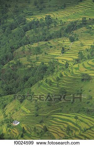 India, Uttarakhand, near Barkot, ricefields View Large Photo Image Stock Photo - India, Uttarakhand, near Barkot, ricefields. Fotosearch