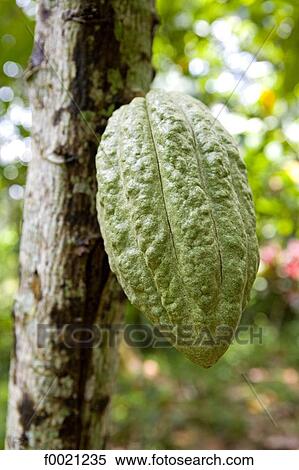Indonesia, Bali, cocoa pod View Large Photo Image Stock Photography - Indonesia, Bali, cocoa pod. Fotosearch