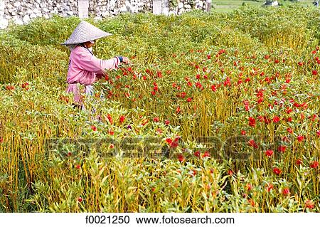 Indonesia, Bali, harvesting flowers for offerings View Large Photo Image Stock Image - Indonesia, Bali, harvesting flowers for offerings. Fotosearch