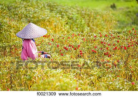 Stock Photo - Indonesia, Bali, harvesting flowers for offerings. Fotosearch