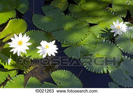 Indonesia, Bali, Jimbaran, luxury hotel Four-seasons, water lilies View Large Photo Image Stock Image - Indonesia, Bali, Jimbaran, luxury hotel Four-seasons, water lilies. Fotosearch