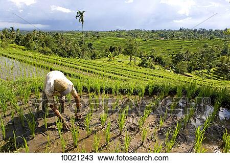 Stock Image - Indonesia, Bali, man working in a ricefield. Fotosearch