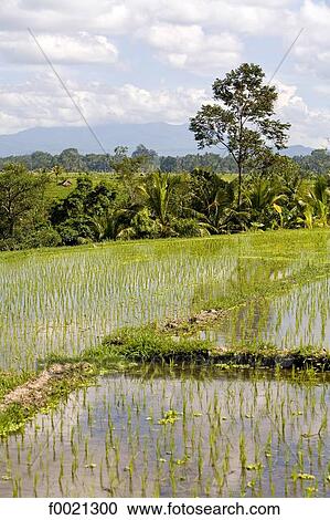 Stock Image - Indonesia, Bali, near Ubud, ricefields. Fotosearch