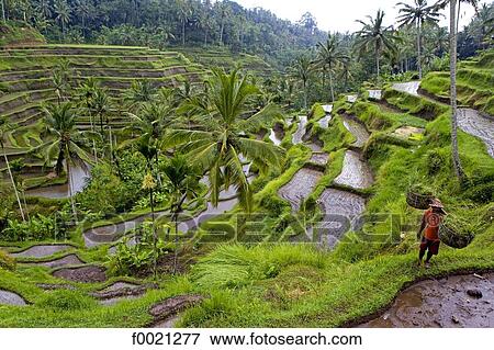 Indonesia, Bali, near Ubud, ricefields View Large Photo Image Stock Photo - Indonesia, Bali, near Ubud, ricefields. Fotosearch