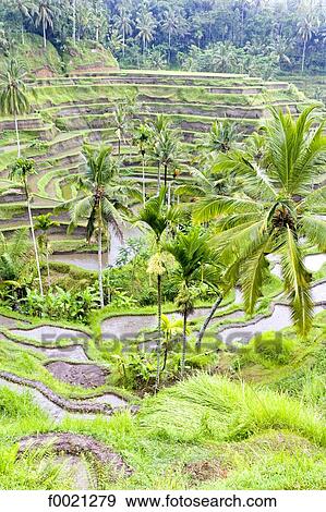 Indonesia, Bali, near Ubud, ricefields View Large Photo Image Stock Photo - Indonesia, Bali, near Ubud, ricefields. Fotosearch