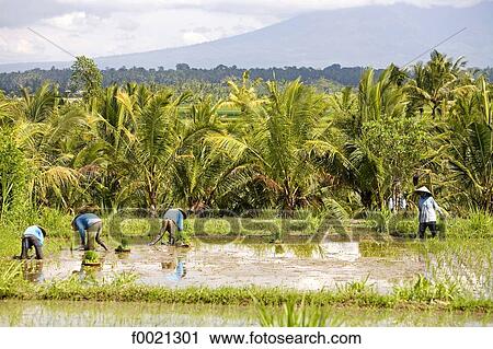Indonesia, Bali, near Ubud, working in ricefields View Large Photo Image Stock Image - Indonesia, Bali, near Ubud, working in ricefields. Fotosearch