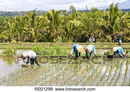 Stock Photo - Indonesia, Bali, near Ubud, working in ricefields. Fotosearch