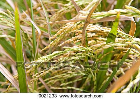 Stock Image - Indonesia, Bali, rice. Fotosearch