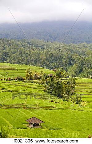 Stock Photography - Indonesia, Bali, ricefields and jungle. Fotosearch