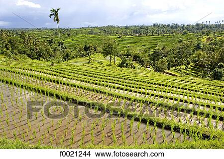 Indonesia, Bali, ricefields View Large Photo Image Picture - Indonesia, Bali, ricefields. Fotosearch