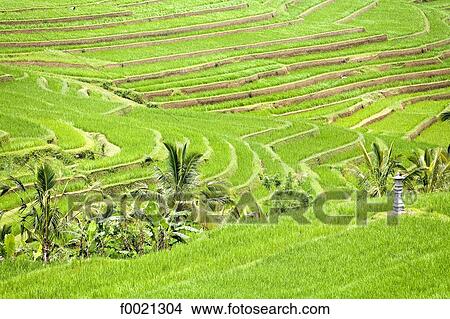 Picture - Indonesia, Bali, ricefields. Fotosearch