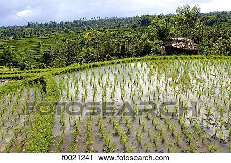 Indonesia, Bali, ricefields View Large Photo Image Stock Image - Indonesia, Bali, ricefields. Fotosearch