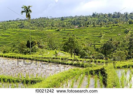 Indonesia, Bali, ricefields View Large Photo Image Stock Image - Indonesia, Bali, ricefields. Fotosearch