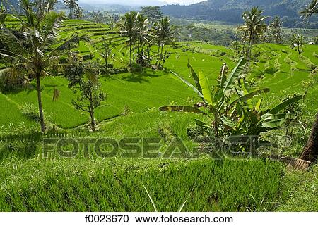 Indonesia, Bali, ricefields View Large Photo Image Stock Image - Indonesia, Bali, ricefields. Fotosearch