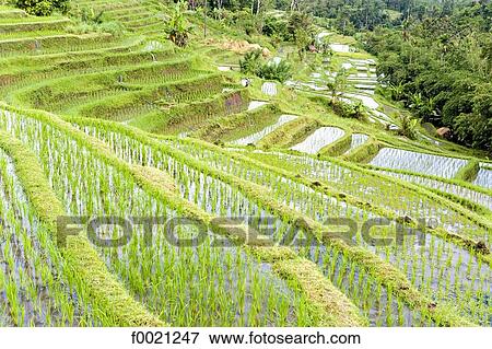 Indonesia, Bali, ricefields View Large Photo Image Stock Photo - Indonesia, Bali, ricefields. Fotosearch