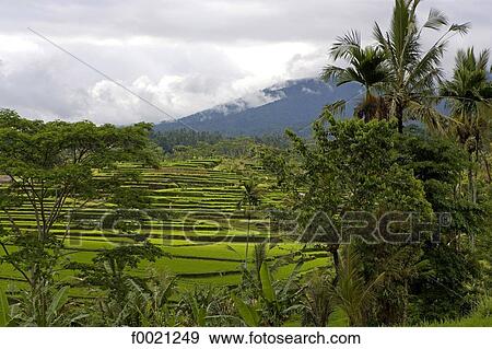 Stock Photo - Indonesia, Bali, ricefields. Fotosearch