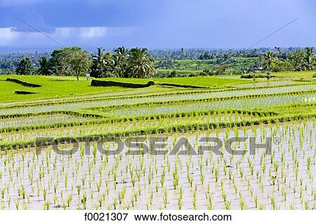 Stock Photo - Indonesia, Bali, ricefields. Fotosearch