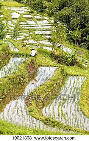 Indonesia, Bali, ricefields View Large Photo Image Stock Photo - Indonesia, Bali, ricefields. Fotosearch