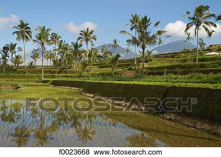 Indonesia, Bali, ricefields View Large Photo Image Stock Photo - Indonesia, Bali, ricefields. Fotosearch