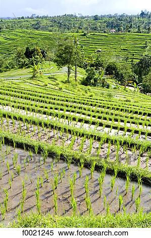 Stock Photography - Indonesia, Bali, ricefields. Fotosearch