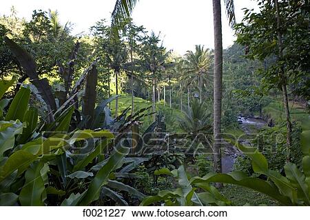 Stock Photo - Indonesia, Bali, Sayan, luxury hotel Four seasons, flora. Fotosearch