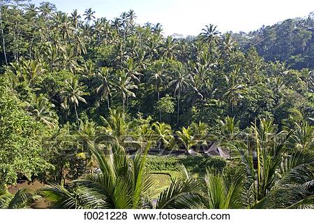 Indonesia, Bali, Sayan, luxury hotel Four seasons, flora View Large Photo Image Stock Photo - Indonesia, Bali, Sayan, luxury hotel Four seasons, flora. Fotosearch