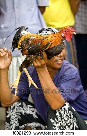 Stock Image - Indonesia, Bali, Sukawati, during temple festival, cocks fighting. Fotosearch