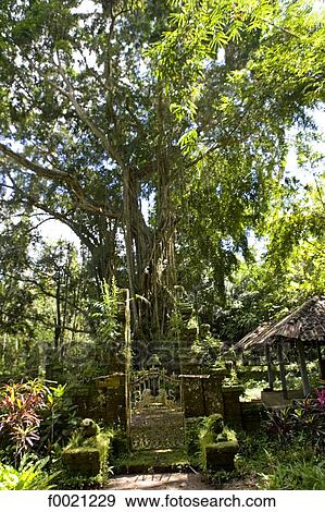 Indonesia, Bali, temple in the forest View Large Photo Image Stock Photo - Indonesia, Bali, temple in the forest. Fotosearch