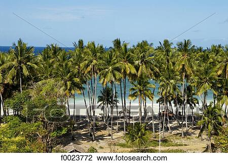 Stock Image - Indonesia, Sulawesi, Bira Beach, palm trees. Fotosearch
