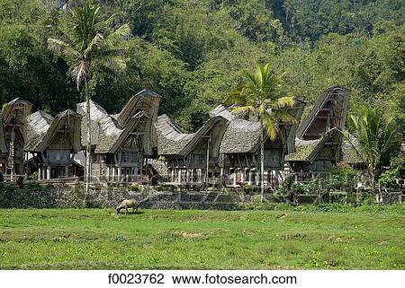 Indonesia, Sulawesi, Tana Toraja, Kete Kesu, Torajan houses View Large Photo Image Stock Image - Indonesia, Sulawesi, Tana Toraja, Kete Kesu, Torajan houses. Fotosearch