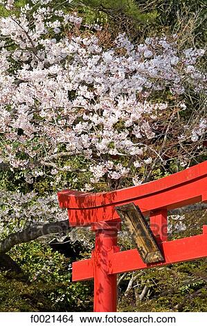 Japan, island of Kyushu, Beppu, hot springs, torii View Large Photo Image Picture - Japan, island of Kyushu, Beppu, hot springs, torii. Fotosearch
