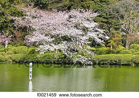 Japan, island of Kyushu, Beppu, Lake View Large Photo Image Stock Photo - Japan, island of Kyushu, Beppu, Lake. Fotosearch