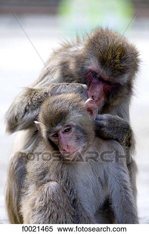 Japan, island of Kyushu, Takasaki-yama, monkeys mountains, japanese macaques View Large Photo Image Stock Photography - Japan, island of Kyushu, Takasaki-yama, monkeys mountains, japanese macaques. Fotosearch