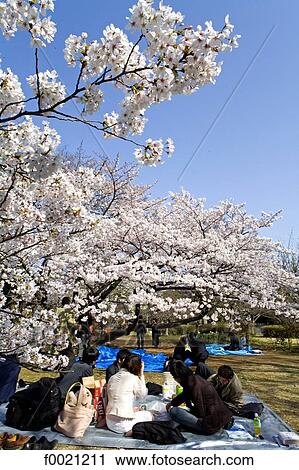 Japan, Tokyo, Chiyoda-Ku quarter, Kitanomaru Park, picnic View Large Photo Image Stock Image - Japan, Tokyo, Chiyoda-Ku quarter, Kitanomaru Park, picnic. Fotosearch