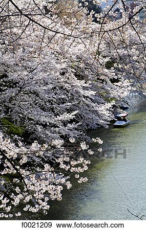 Stock Photo - Japan, Tokyo, Chiyoda-Ku quarter, Kitanomaru Park, sherry blossoms. Fotosearch