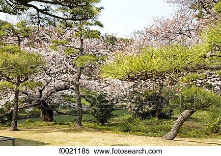 Stock Photography - Japan, Tokyo, Chiyoda-Ku quarter, Imperial Court gardens. Fotosearch