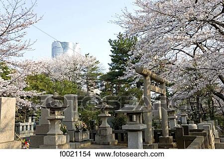 Japan, Tokyo, Roppongi area, Aoyama cemetery, Mori Tower and sherry blossoms View Large Photo Image Picture - Japan, Tokyo, Roppongi area, Aoyama cemetery, Mori Tower and sherry blossoms. Fotosearch