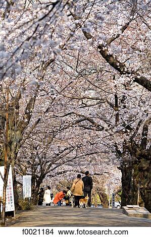 Picture - Japan, Tokyo, Roppongi area, Aoyama cemetery, sherry blossoms. Fotosearch